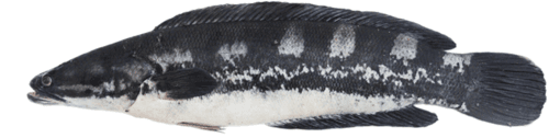 Malabar Snakehead