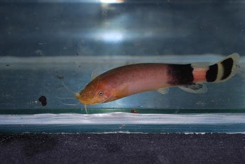 Ogo Electric Catfish