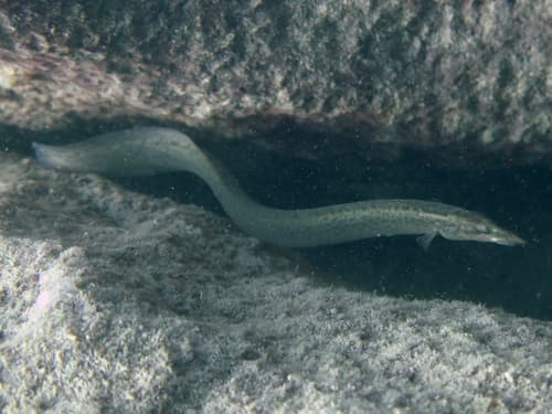 Malawi Spiny Eel