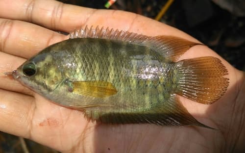 Malay Combtail Gourami