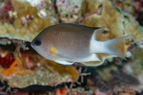 Malayan Chromis