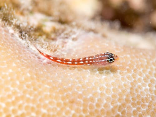 Maldives Triplefin