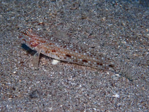 Maleta's Sandgoby