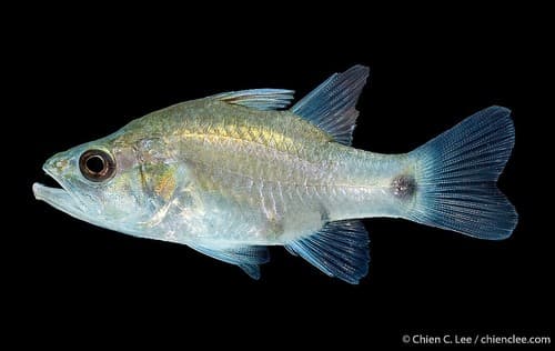 Mangrove Cardinalfish