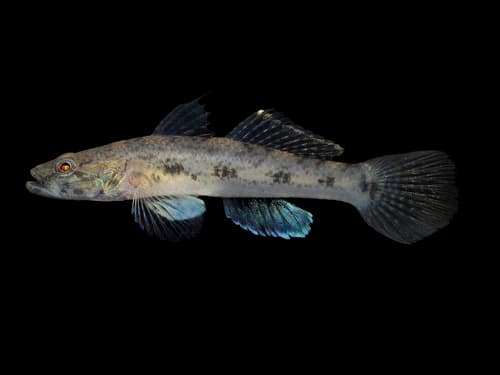 Mangrove Flathead Goby