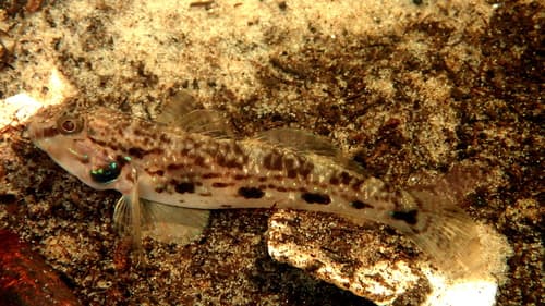 Mangrove Goby