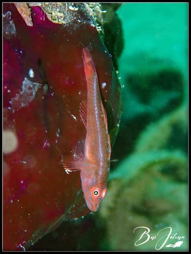 Many-host Ghostgoby