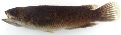 Manyspined Climbing Perch