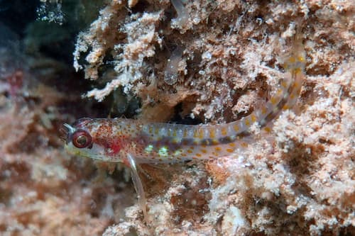 Manyspot Blenny