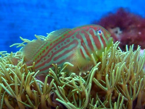 Maori Coralgoby
