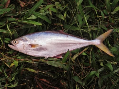 Maracaibo Leather Jack