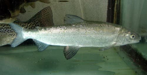Maraena Whitefish