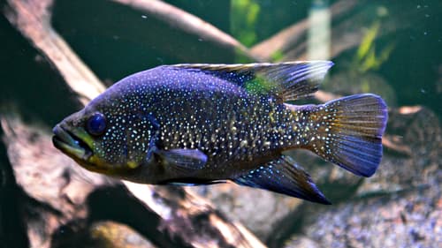 Marakely Cichlid