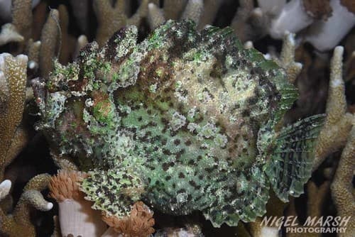 Marble-mouthed frogfish