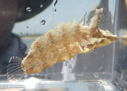 Marbled Blenny