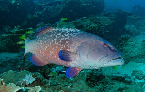 Marbled Coralgrouper