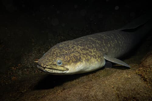 Marbled Eel