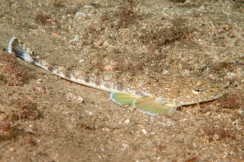 Marbled Flathead