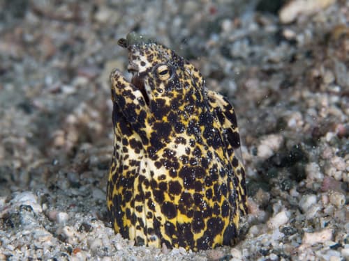 Marbled Snake Eel