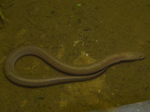 Marbled Swamp Eel