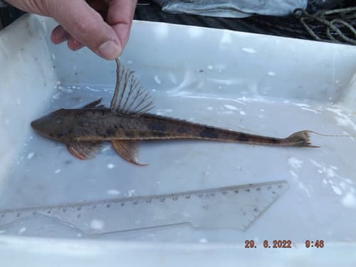 Marbled Whiptail Catfish