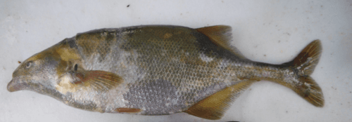 Marcusenius livingstonii