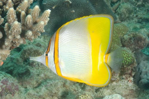 Margined Coralfish