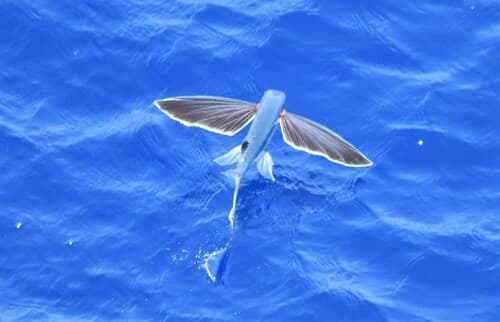 Margined Flyingfish