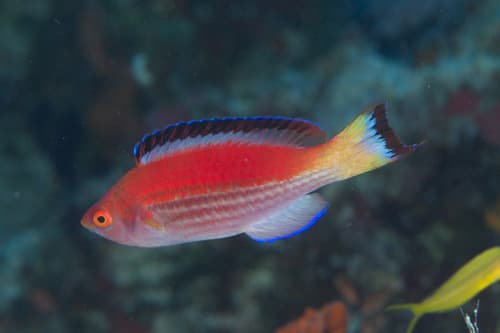 Marjorie's Fairy Wrasse