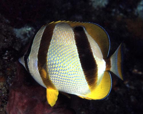 Marley's Butterflyfish