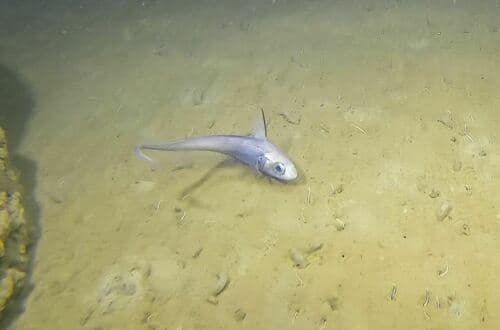 Marlin-spike Grenadier