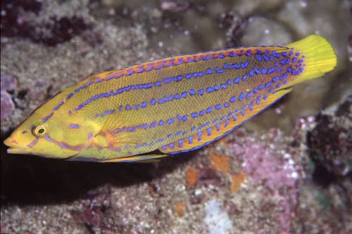 Marquesan Coris