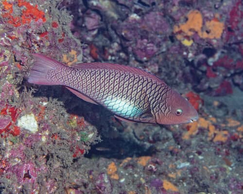 Marquesan Parrotfish