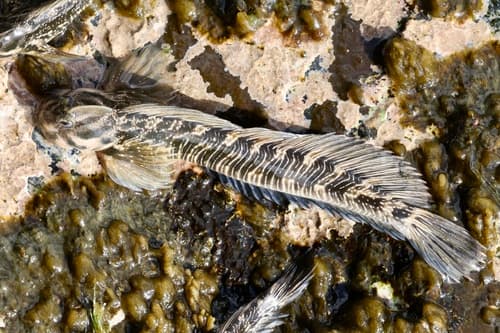 Marquesan Rockskipper