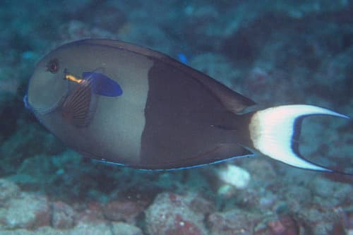 Marquesan Surgeonfish
