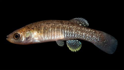 Marsh Killifish