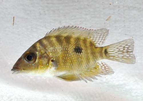 Redstripe Eartheater