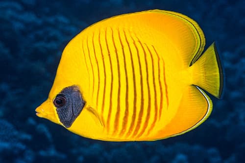 Masked Butterflyfish