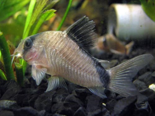 Masked Corydoras