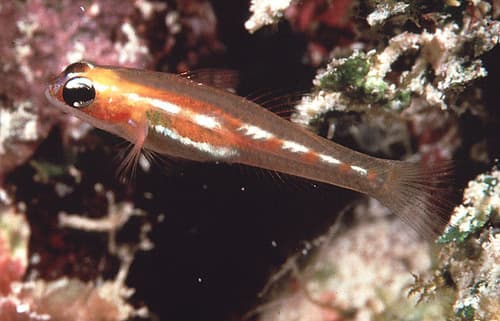Masked Goby
