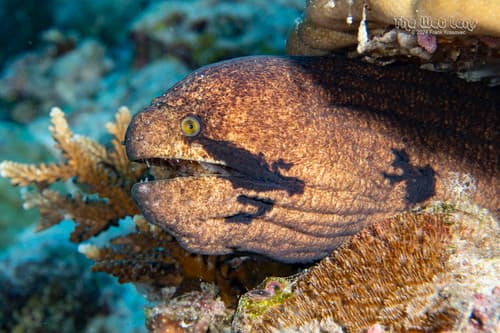 Masked Moray