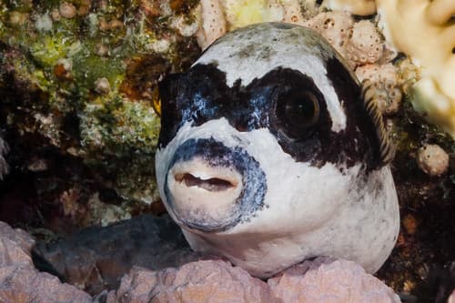 Masked Puffer