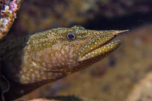 Mastacembelus moorii