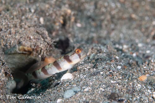Masui's Shrimpgoby