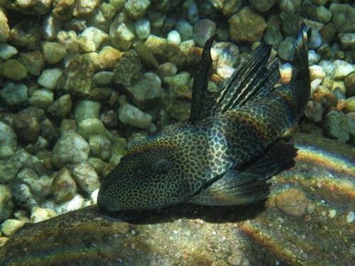 Mato Grosso Black Pleco