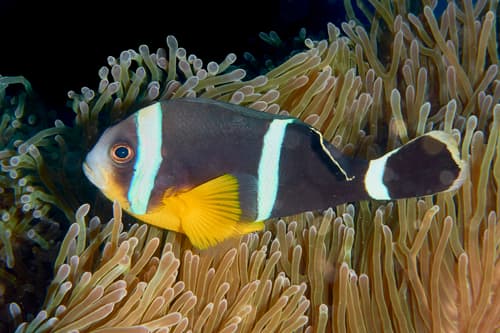 Mauritian Anemonefish