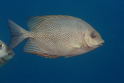 Maze Rabbitfish