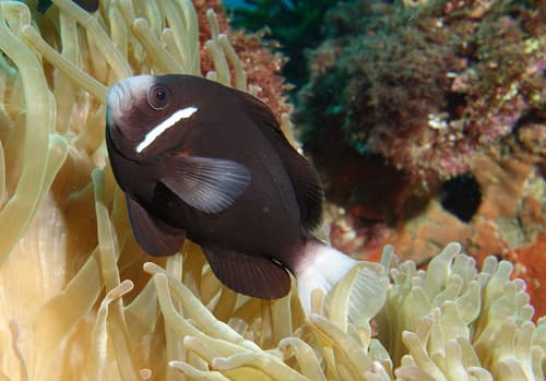 McCulloch's Anemonefish