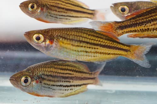 McCulloch's Rainbowfish