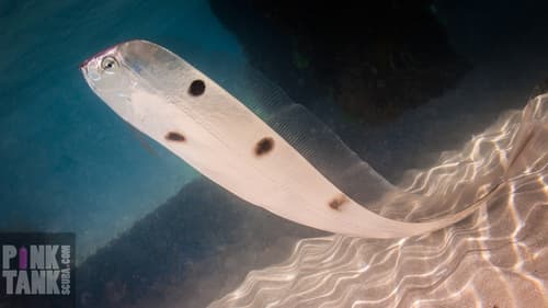 Mediterranean Dealfish